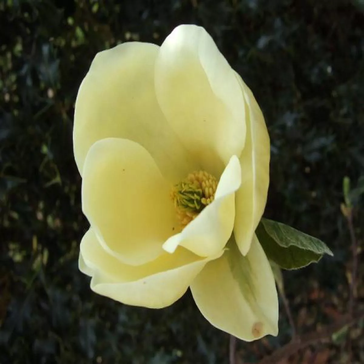 Magnolia Yellow Lantern