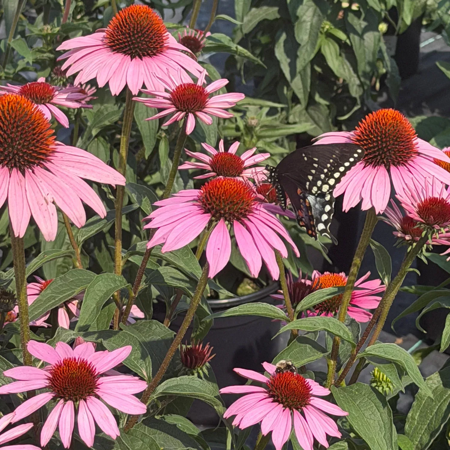 Magnus purple Coneflower