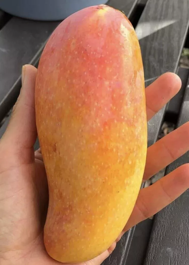 Mahachanok Mango Tree