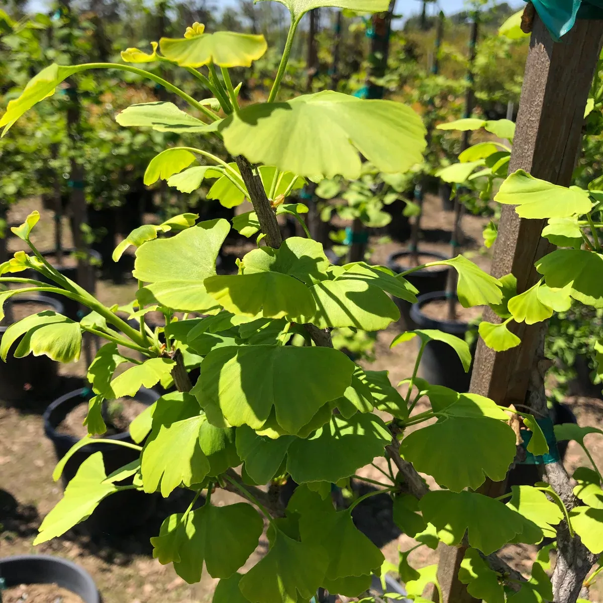 Maidenhair Tree