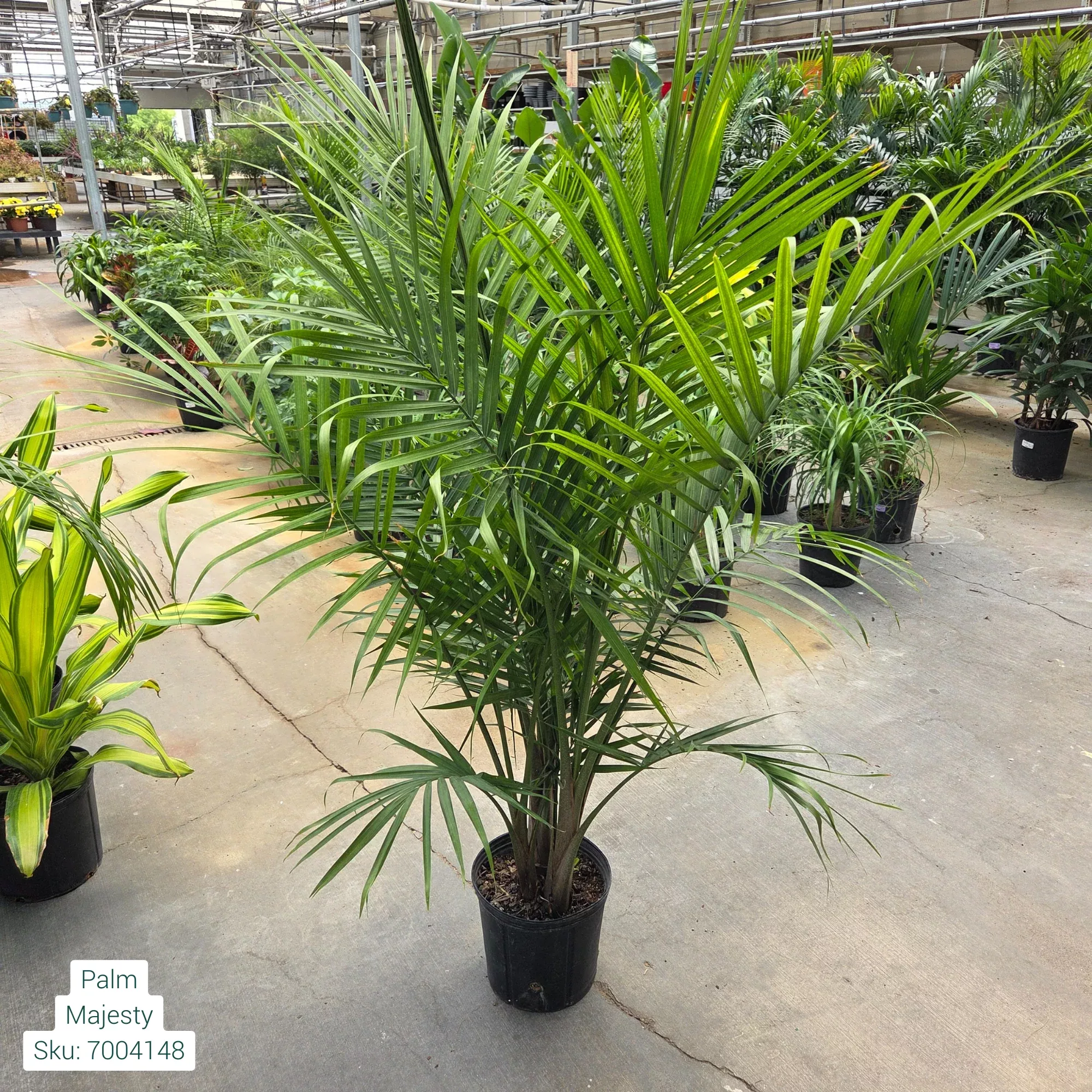 Majesty Palm - Ravenea rivularis - 10" Potted Houseplantted Tropical Plant