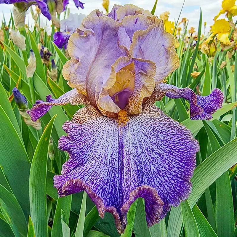 Make a Splash Bearded Iris