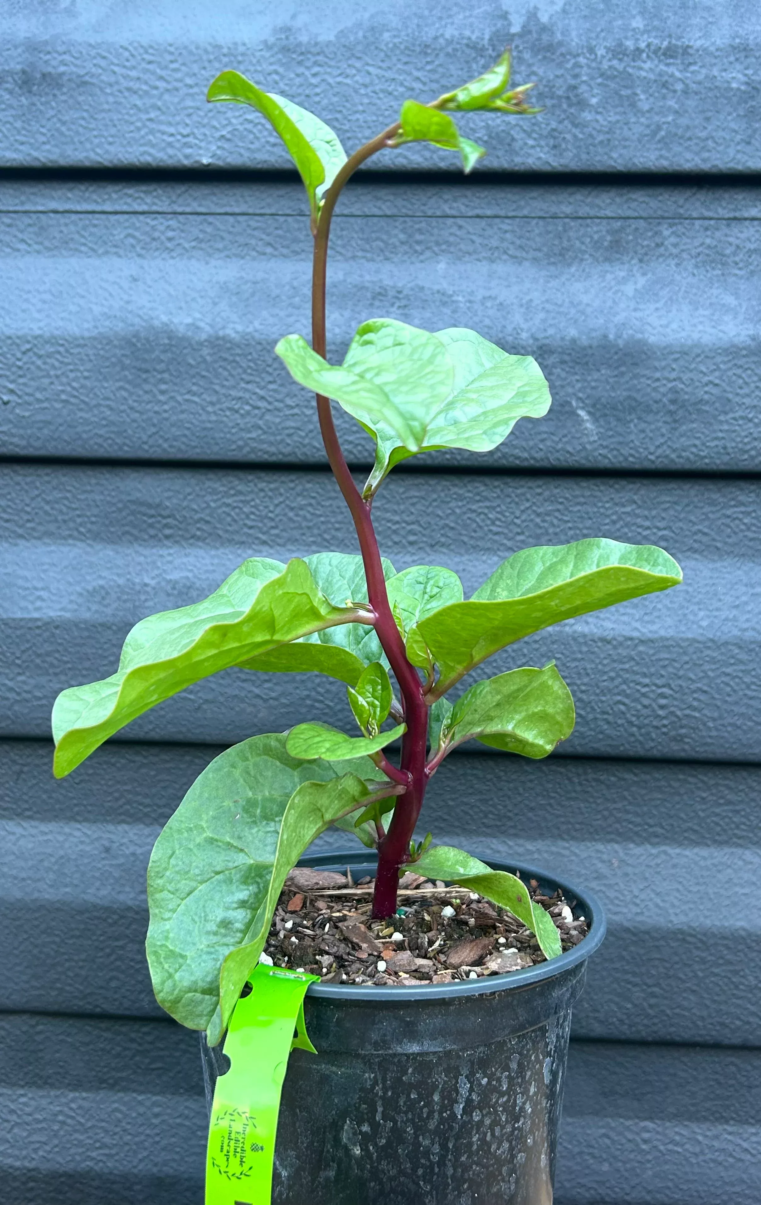 Malabar Spinach - Red Stem