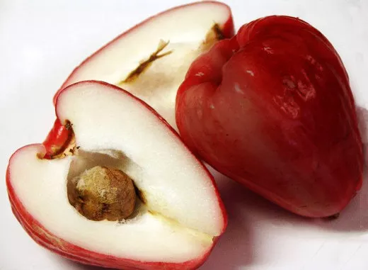 Malay Apple Black Star Tree