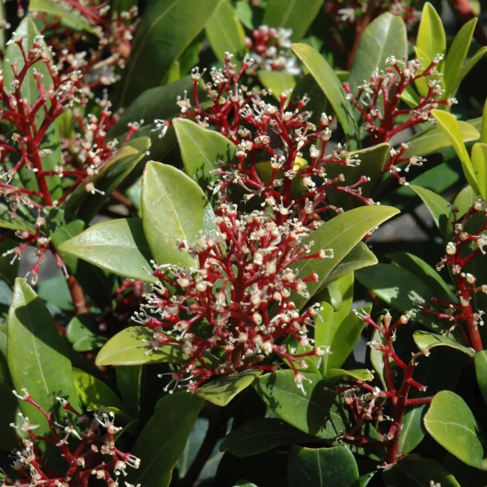 Male Japanese Skimmia