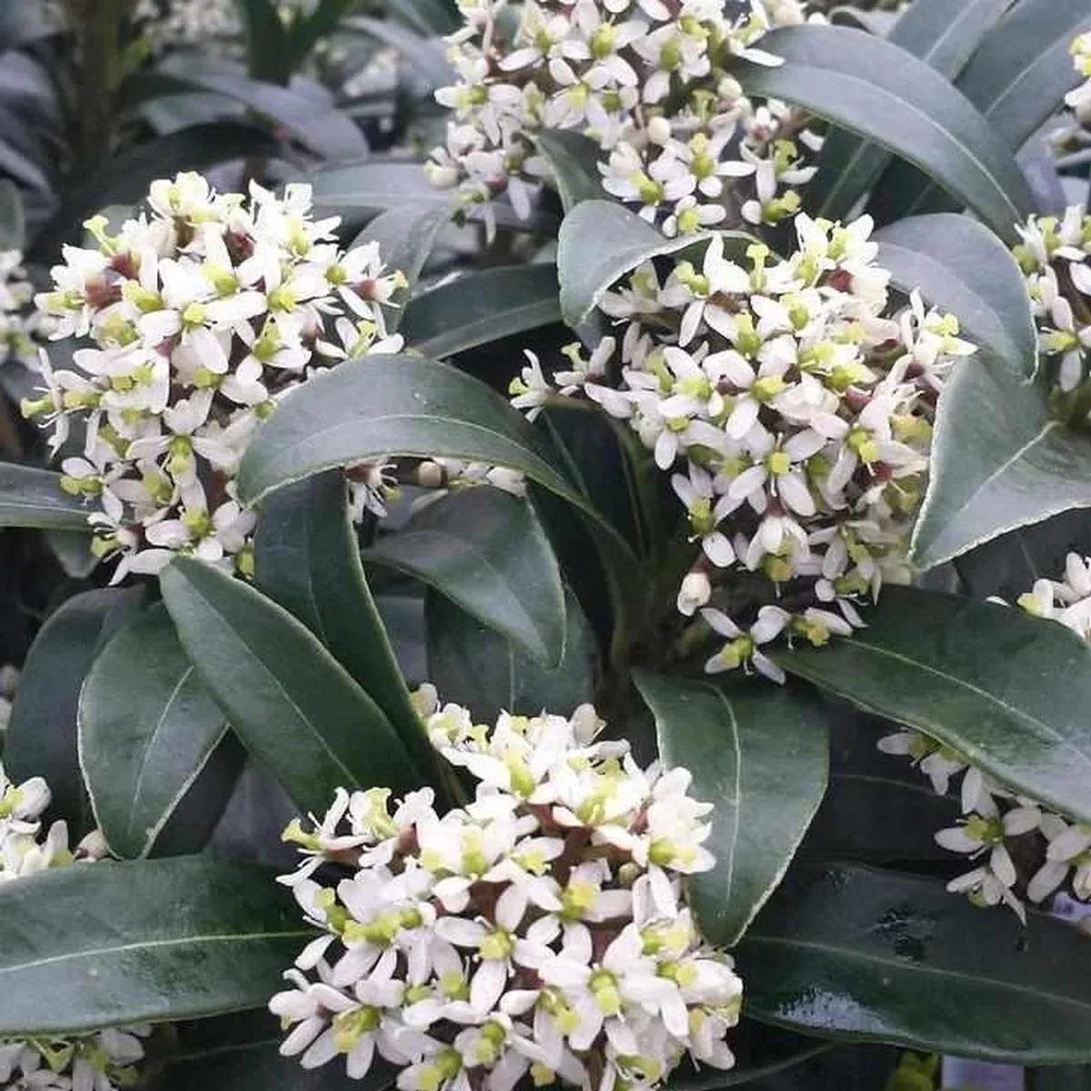 Male Skimmia
