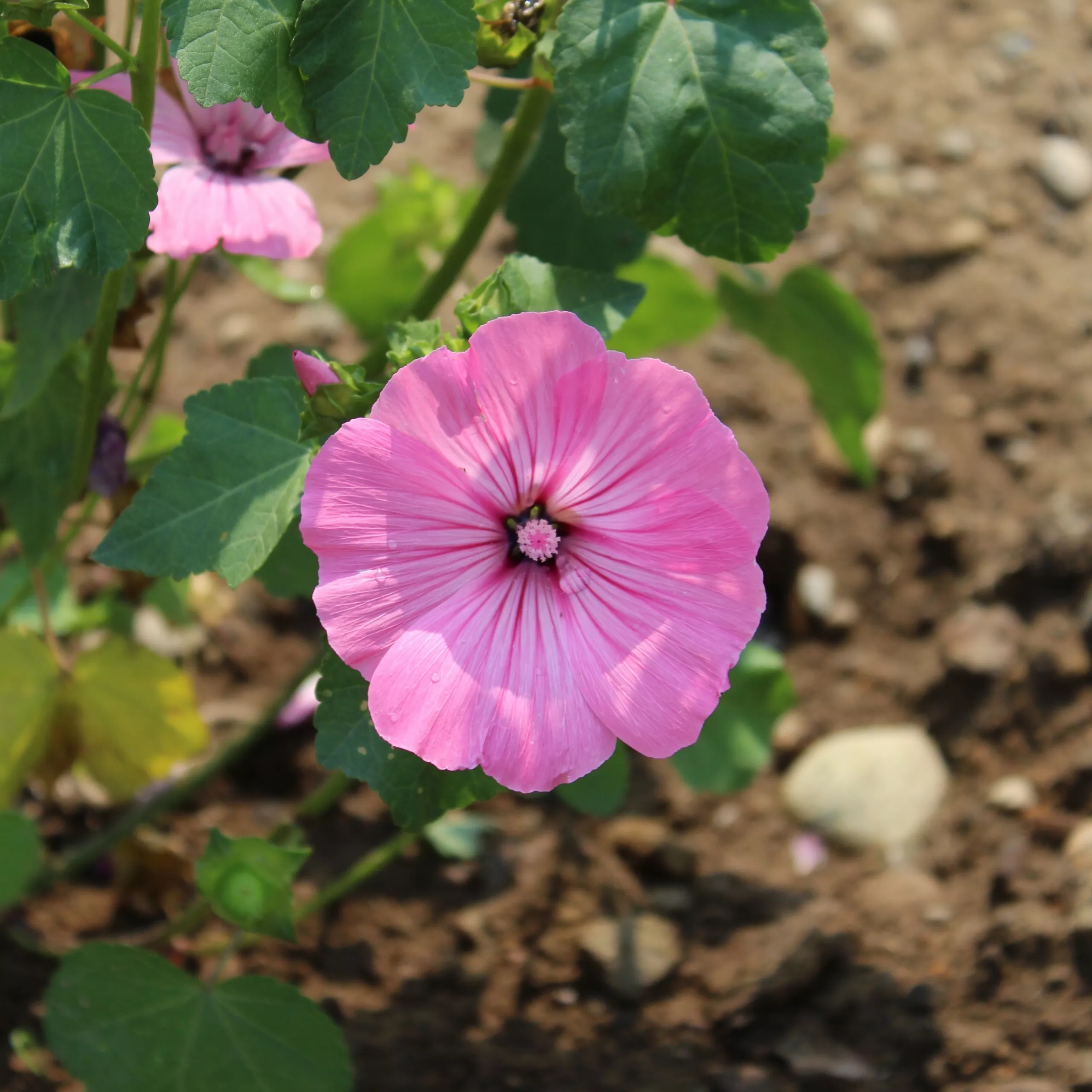 Mallow, Rose ‘Loveliness’