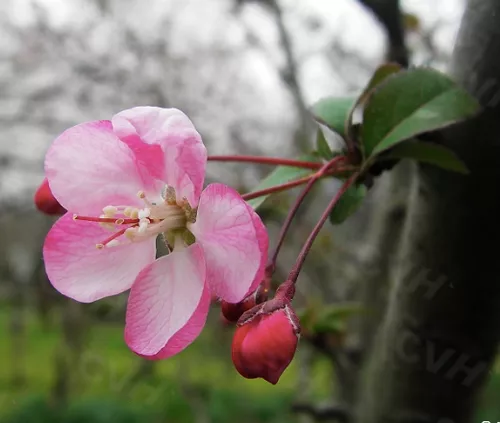 Malus halliana seeds