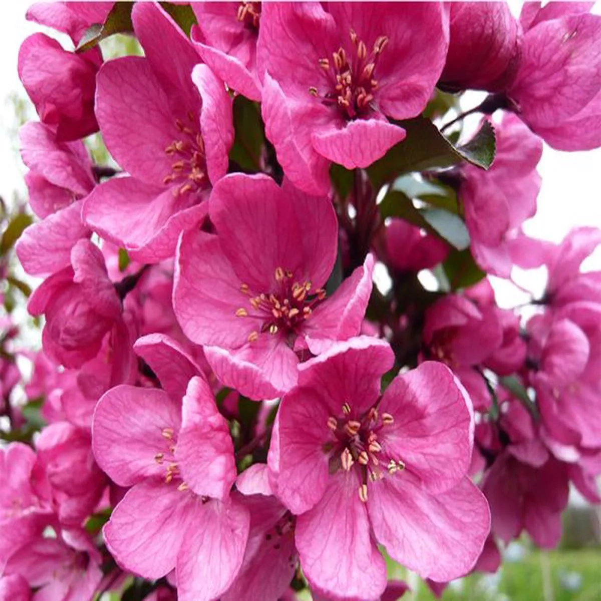 Malus Prairie FireCrab apple
