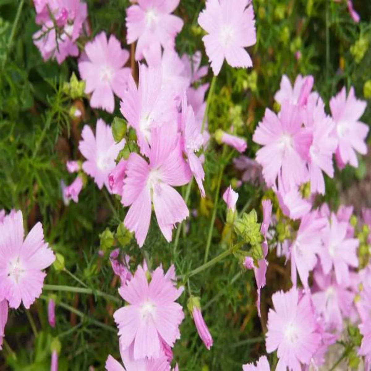 Malva moschata (Musk Mallow)