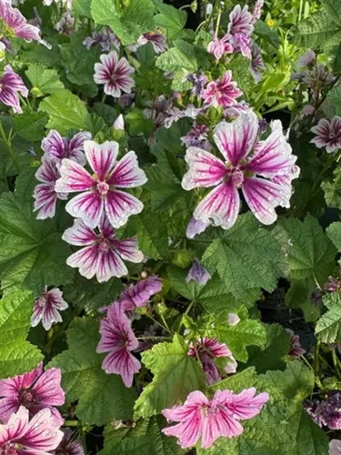 Malva sylvestris 'Zebrina' / Mallow