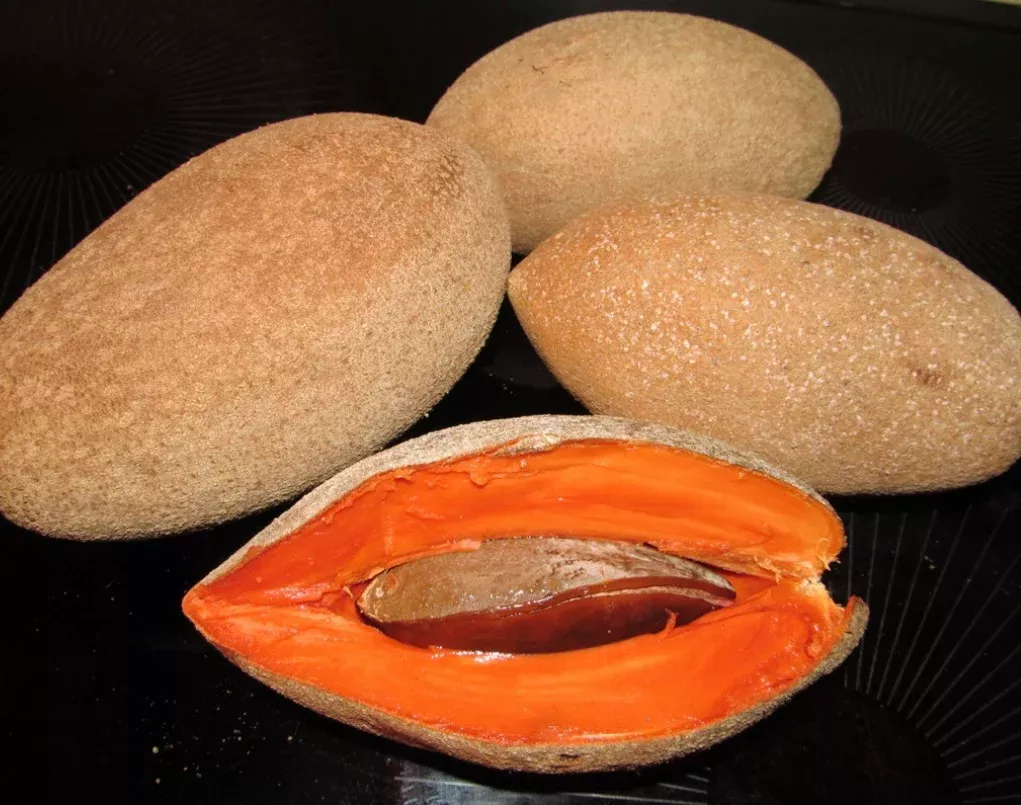*MAMEY SAPOTE Fruit Cultivars From Our Famous Collection (Yes Available for California)