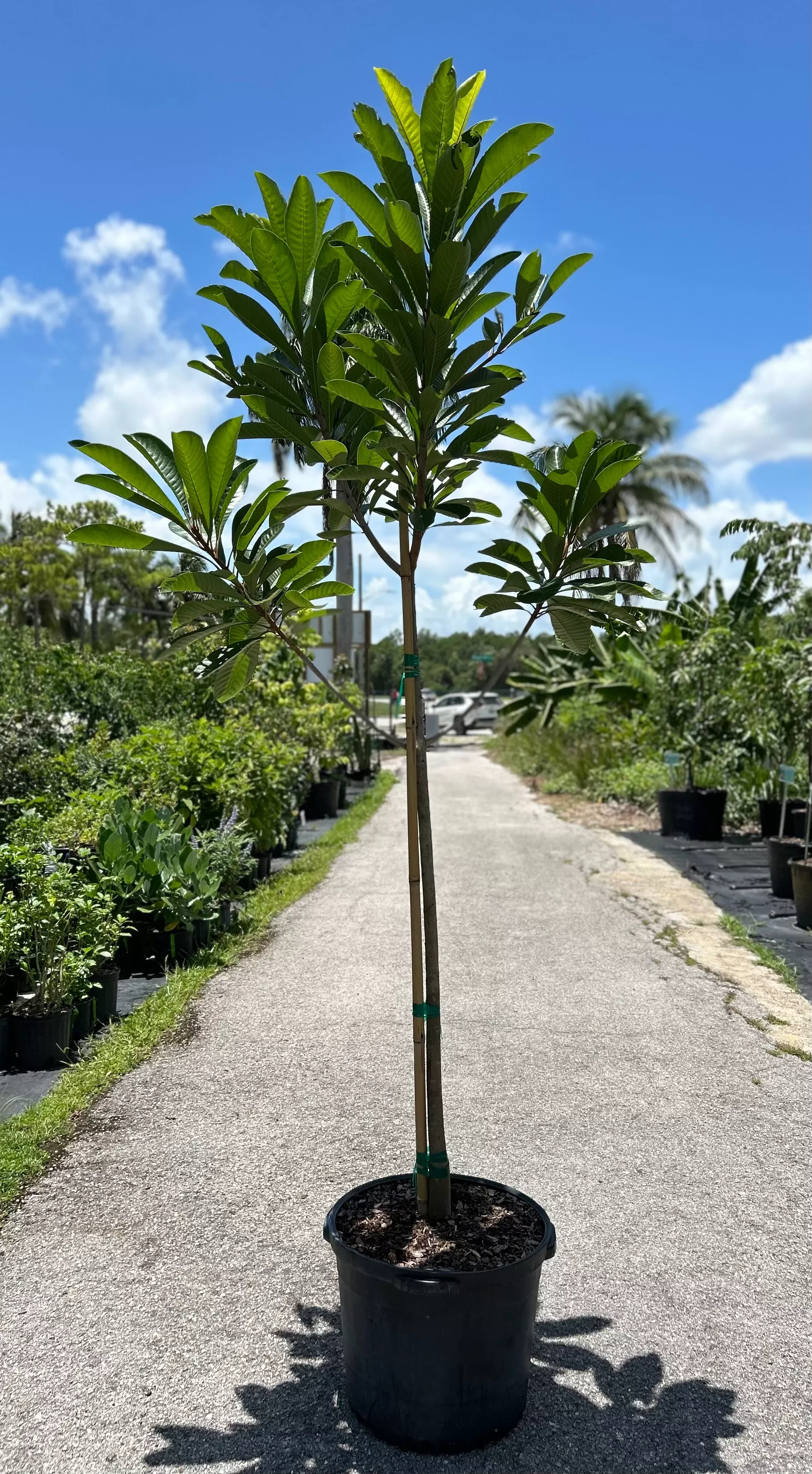 Mamey Sapote Tree'Akil Especial'