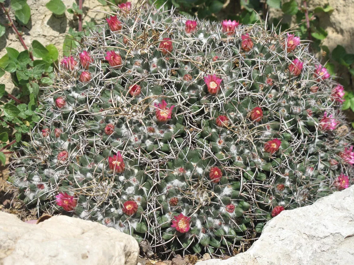Mammillaria magnimamma 25 Seeds - Mexican Pincushion Cactus