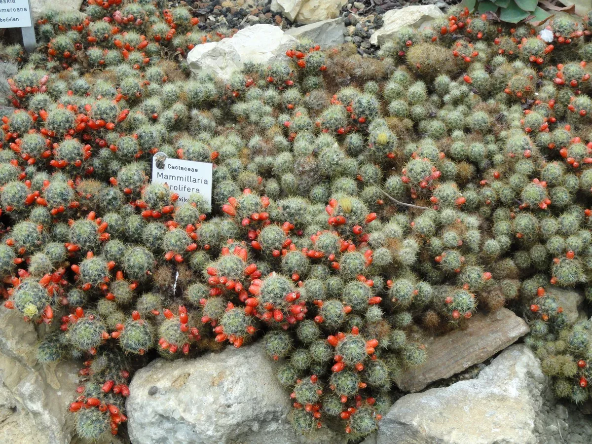 Mammillaria prolifera Seeds - Texas Nipple Cactus