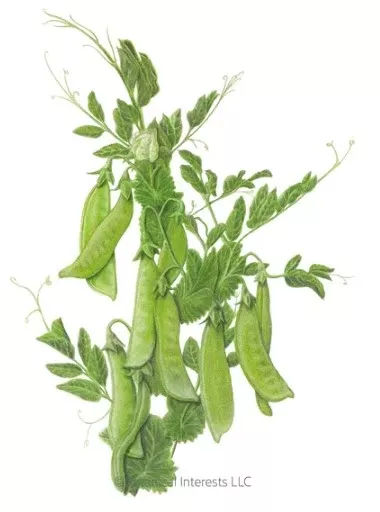 Mammoth Melting Snow Pea Seeds