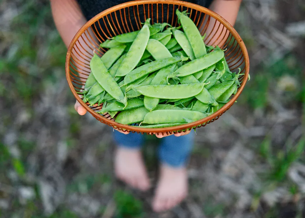 Mammoth Melting Sugar - Organic Snow Pea Seeds