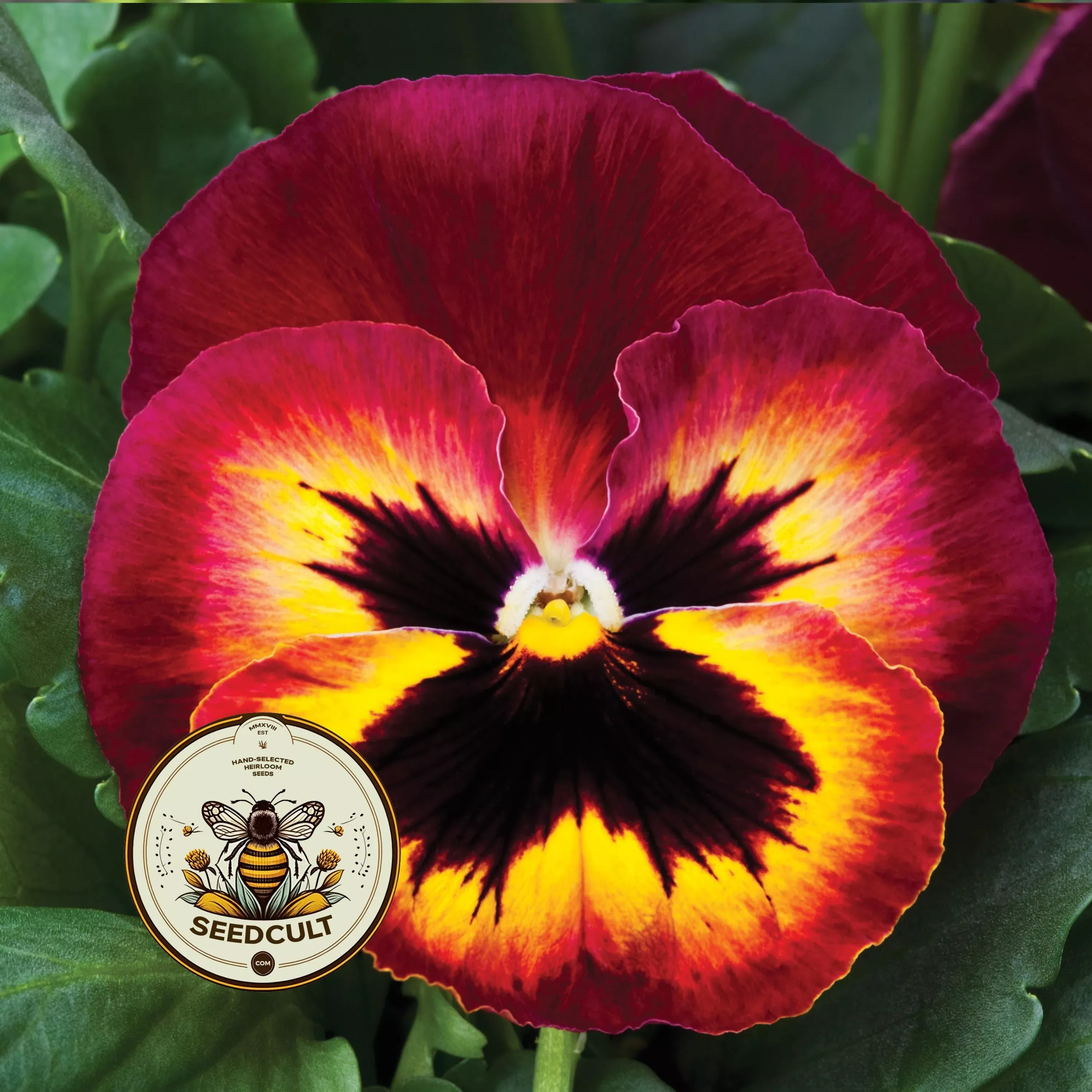 Mammoth Sangria Punch Matrix Pansy