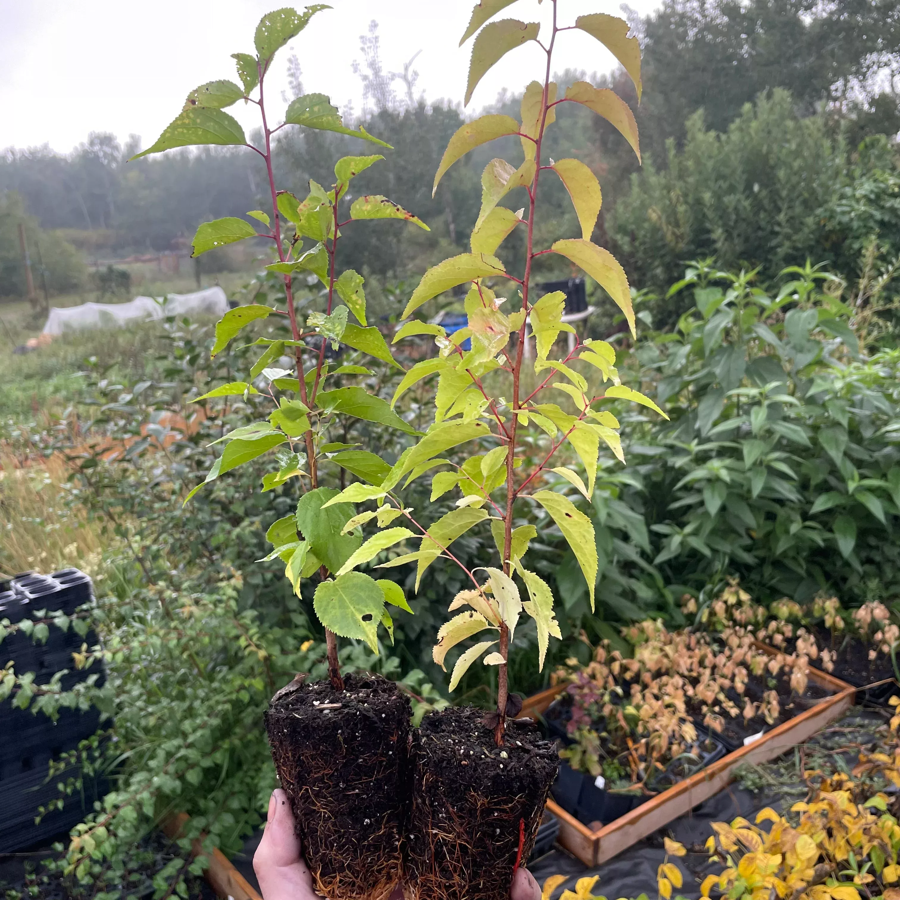 Manchurian Apricot Seedlings