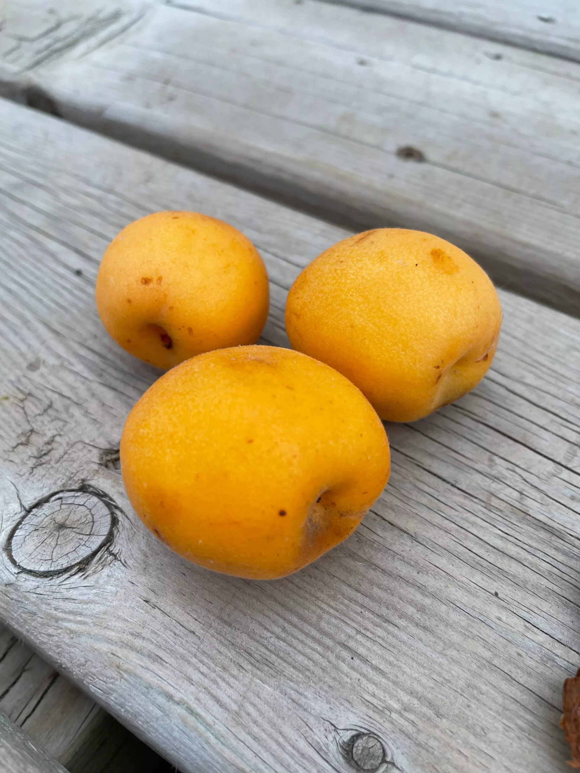 Manchurian Apricot Seeds