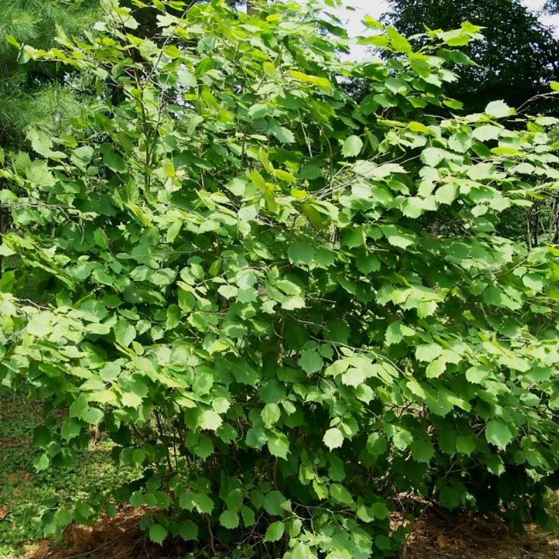 Manchurian Hazelnut Seeds (Corylus sieboldiana var. mandshurica) – Cold-Hardy Filbert Shrub, Withstands -45°C, Edible Nuts, Rare Ornamental & Nut-Producing Landscape Plant