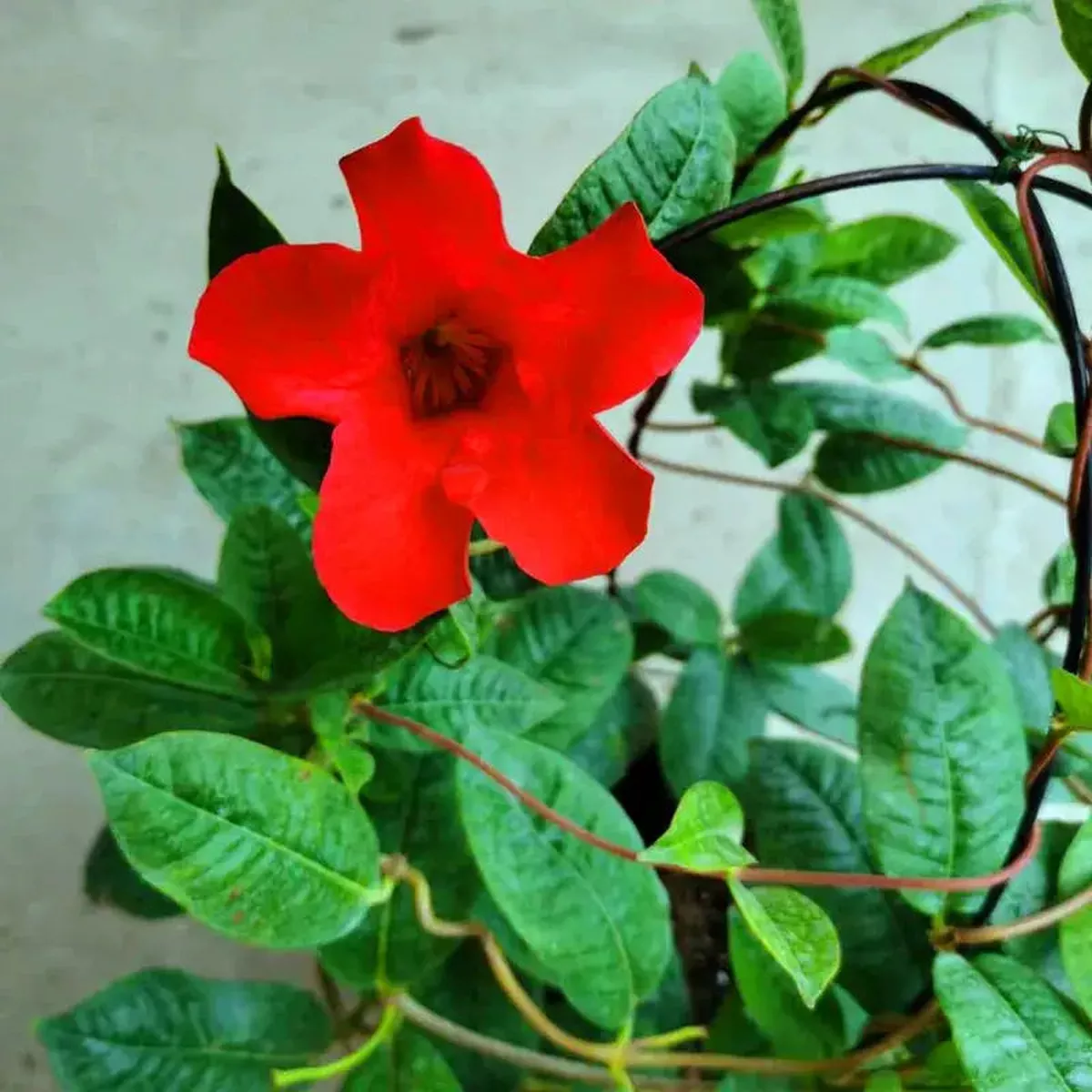 Mandevilla – 1-pot | Red
