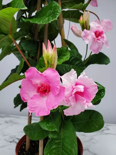 Mandevilla Double Pink Trellis 3 Gallon
