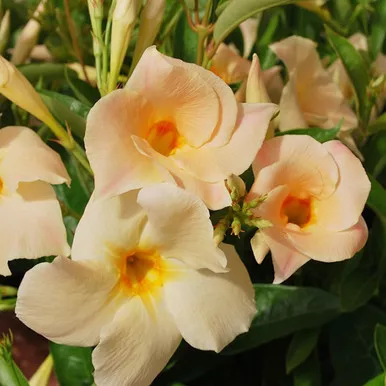 Mandevilla Trellis Apricot 3 Gallon