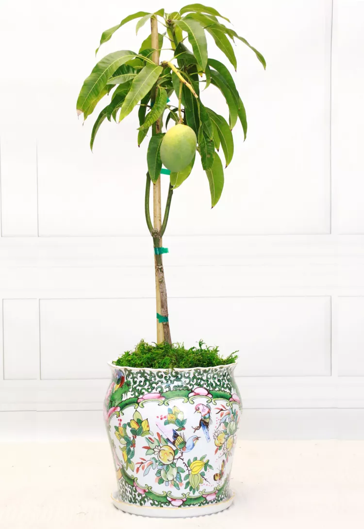 Mango Tree Alphonso Variety Grafted