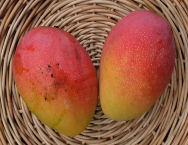 Mango Tree Fruit Punch Varierty Grafted
