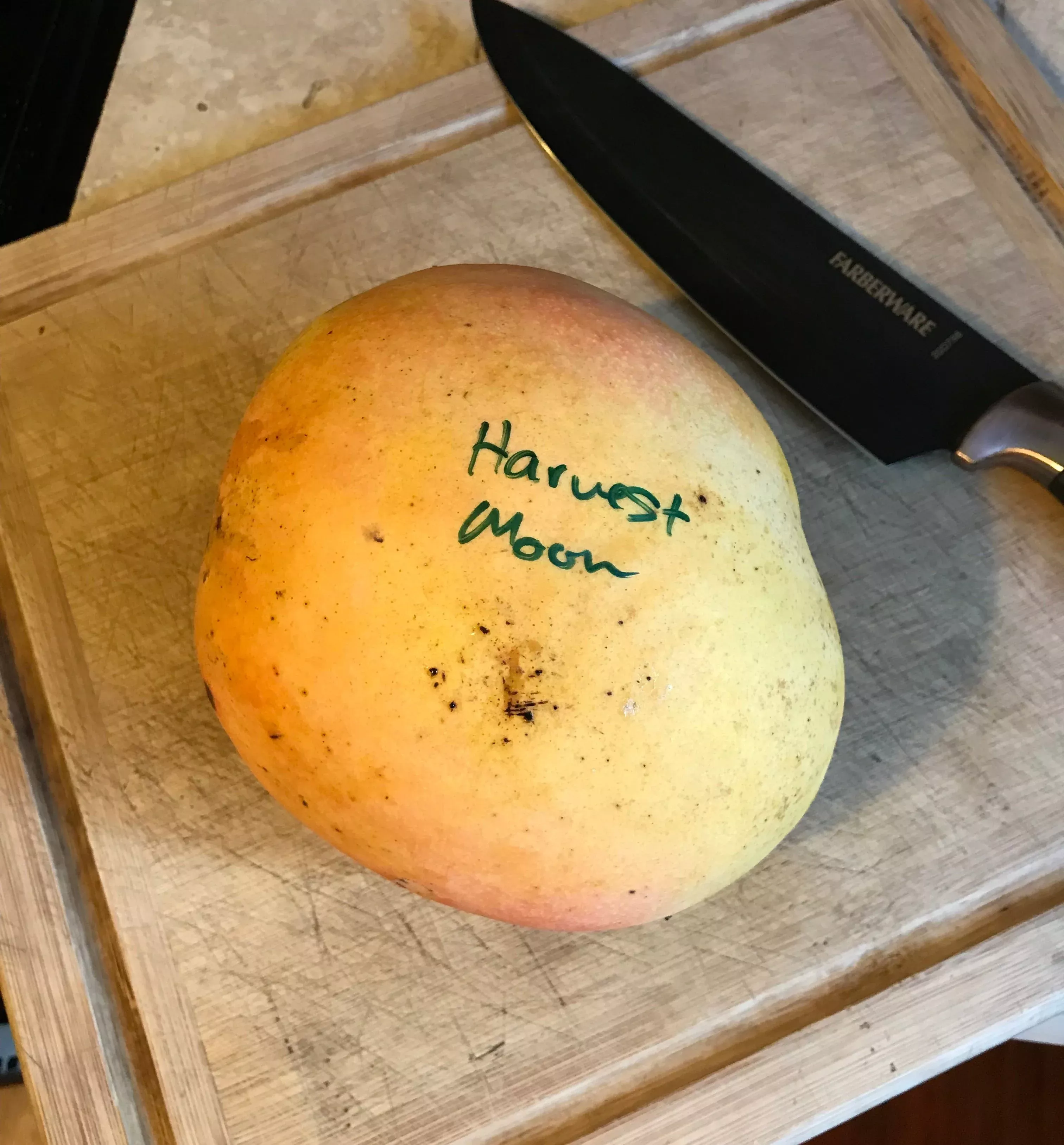 Mango Tree ‘Harvest Moon'