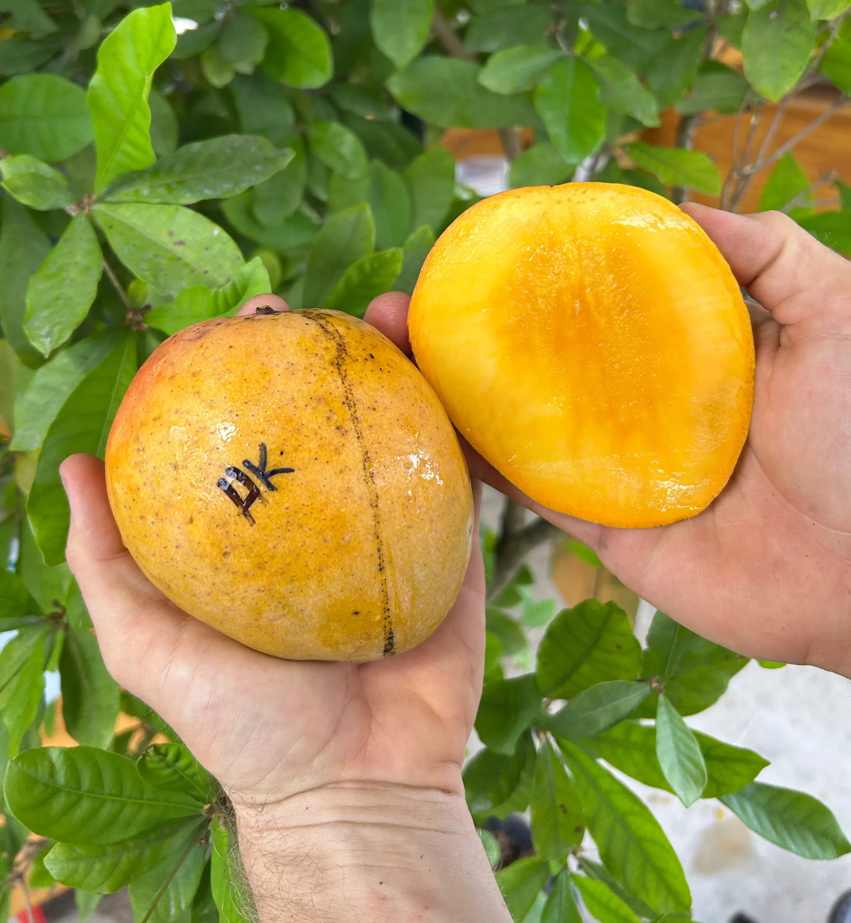 Mango Tree ‘Honey Kiss’