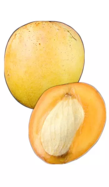 Mango Tree Tebow Variety Grafted