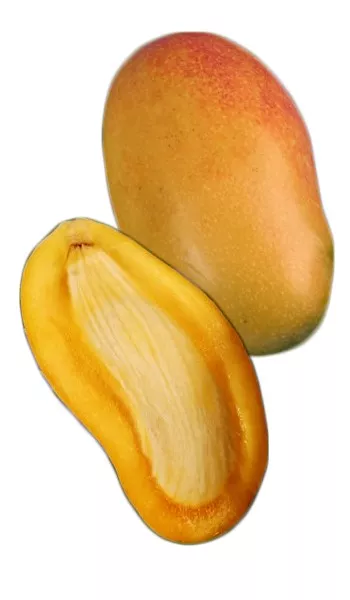 Mango Tree Valencia Pride Variety Grafted
