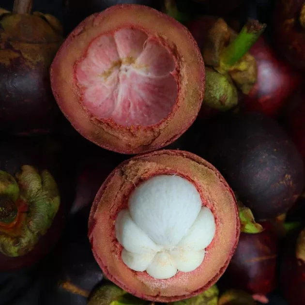 Mangosteen