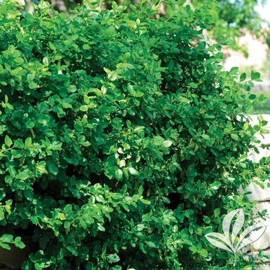 Manhattan Euonymus
