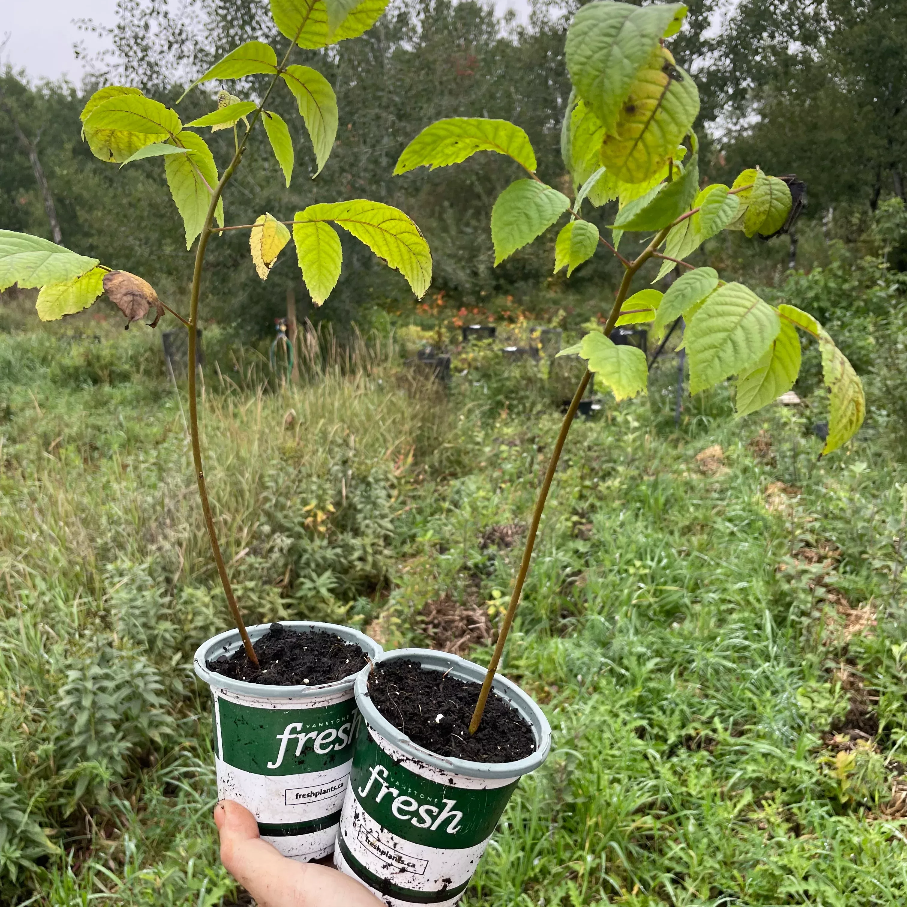Manitoba Black Walnut