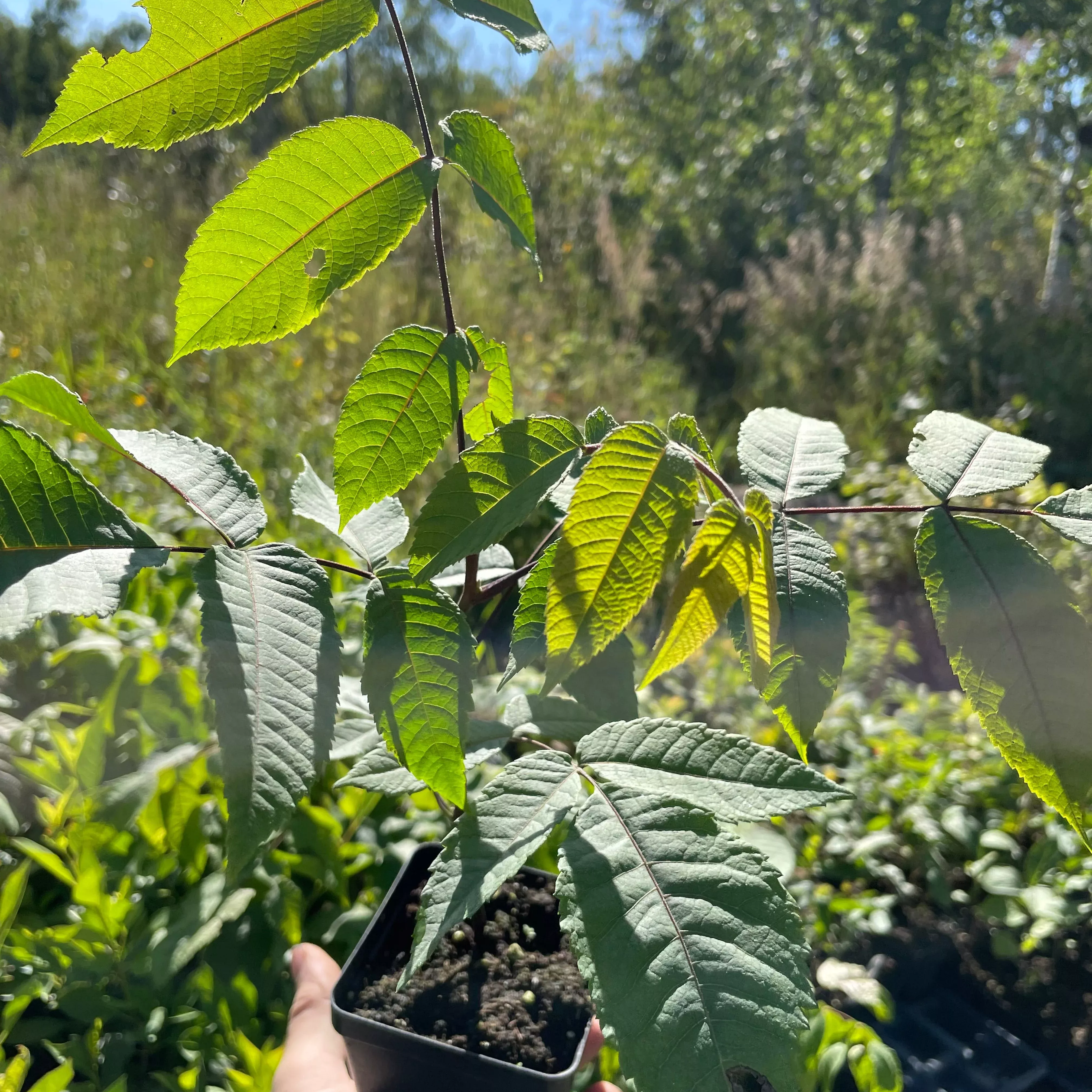Manitoba Butternut