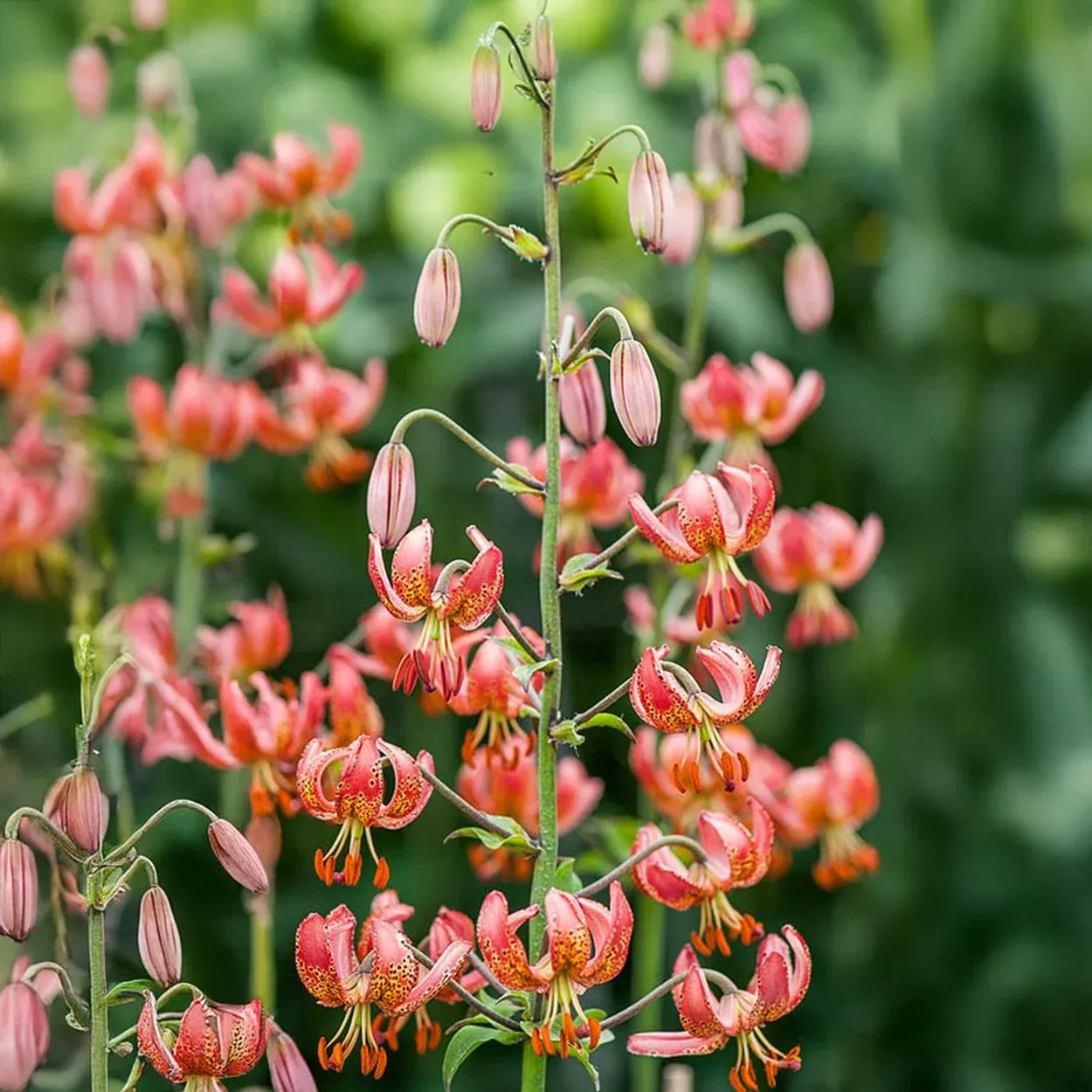 Manitoba Morning Turk's Cap Lily
