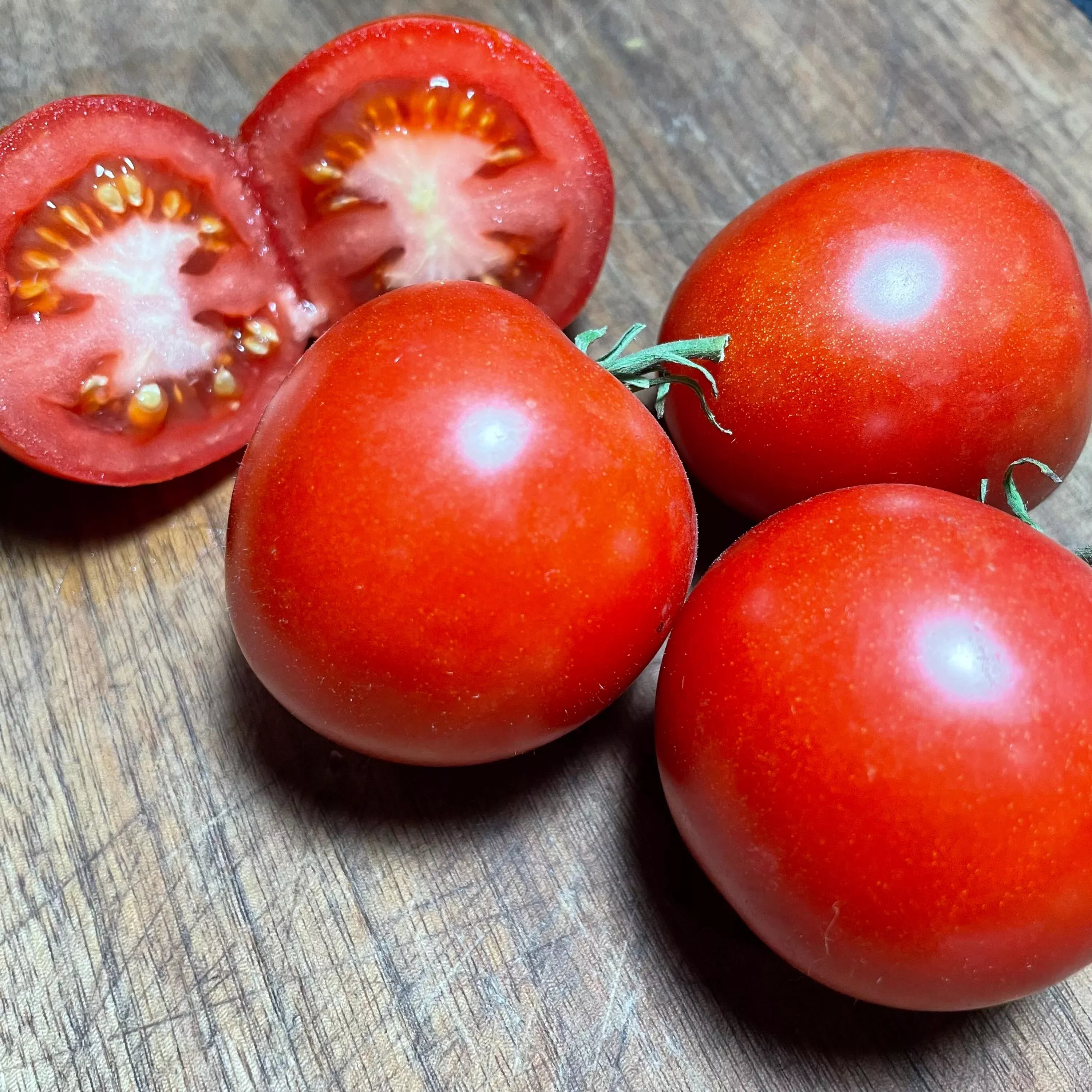 Manitoba Tomato Seeds