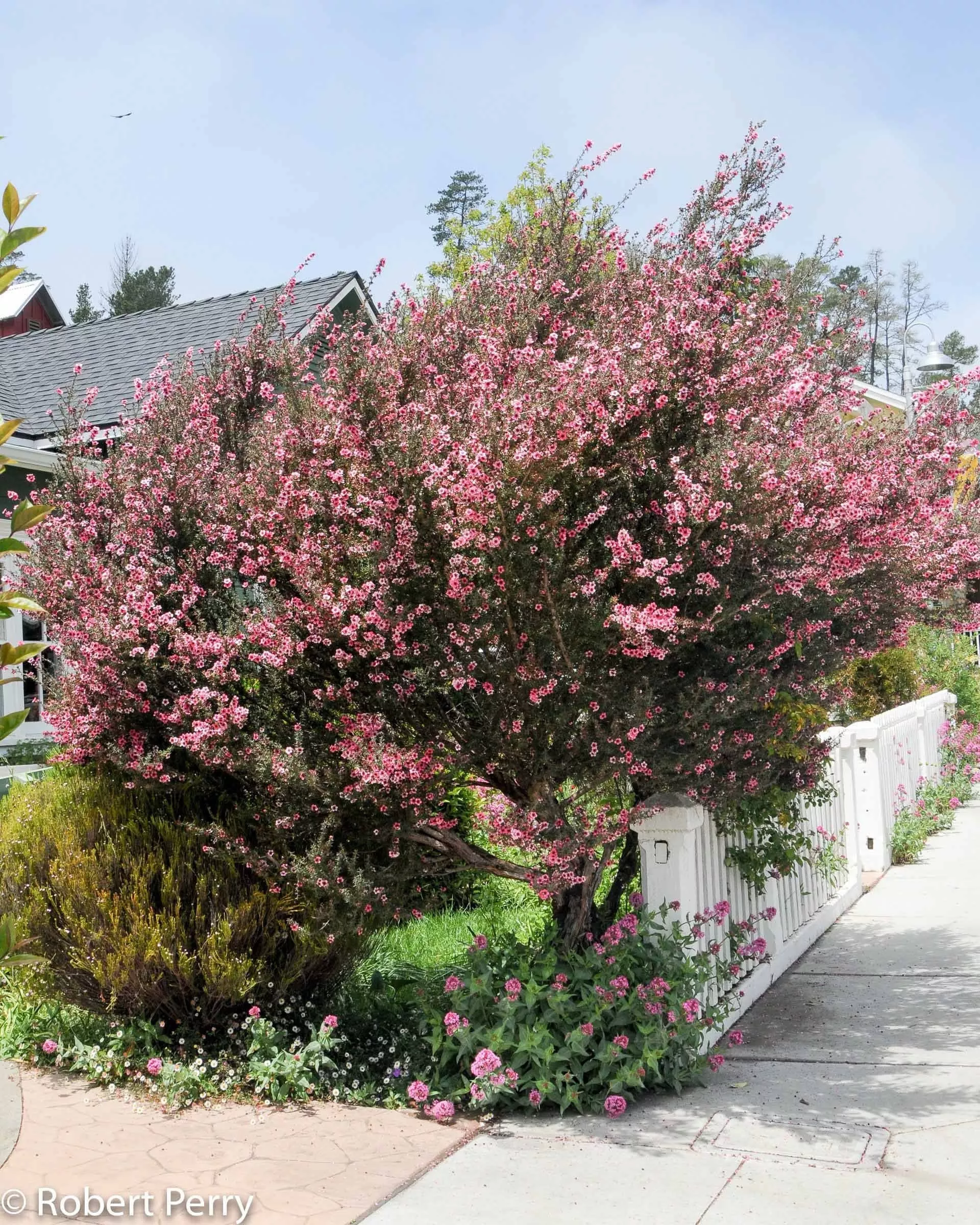 Manuka Tree Seeds, Manuka Honey, Broom Tea Tree, Leptospermum Scoparium LE2050