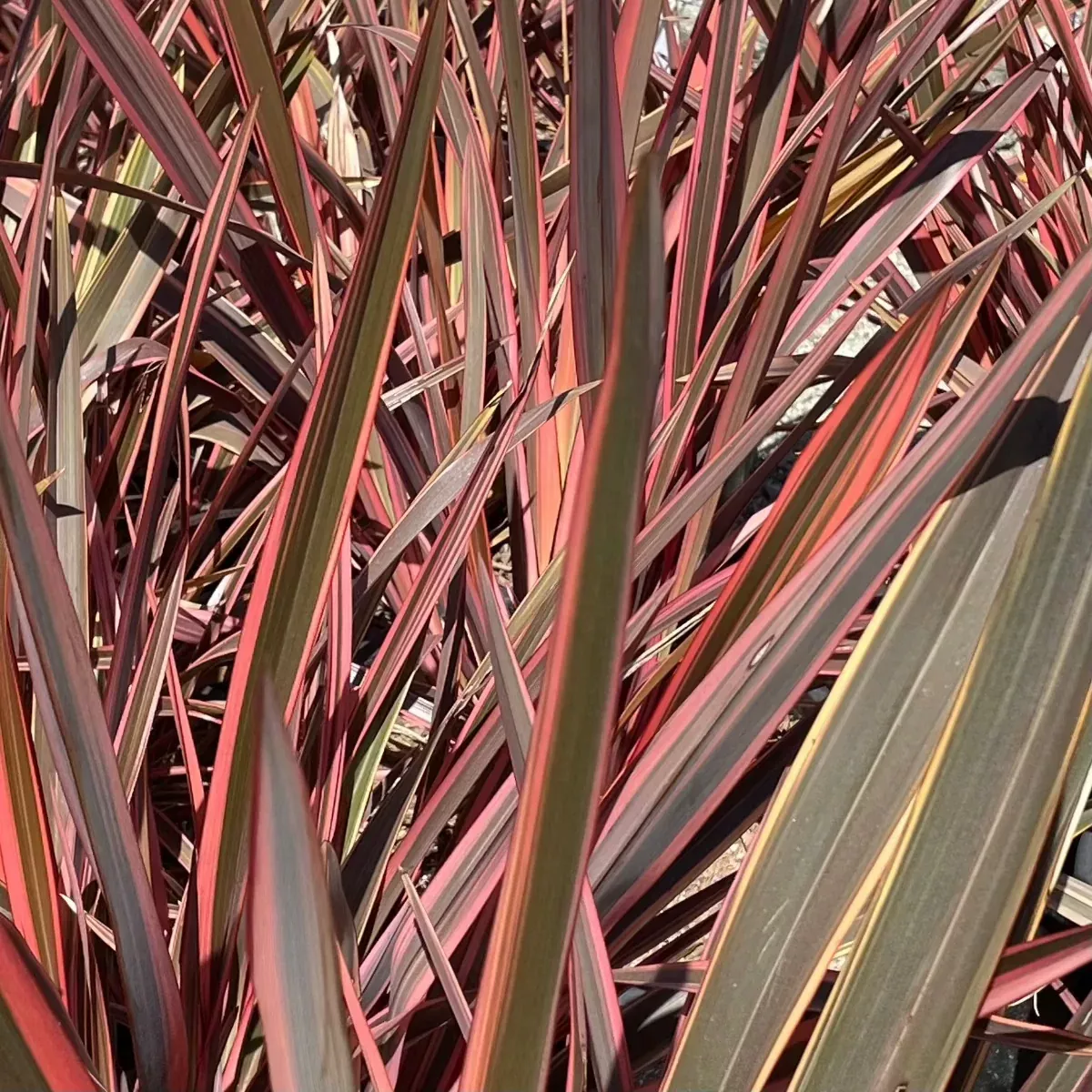 Maori Queen New Zealand Flax