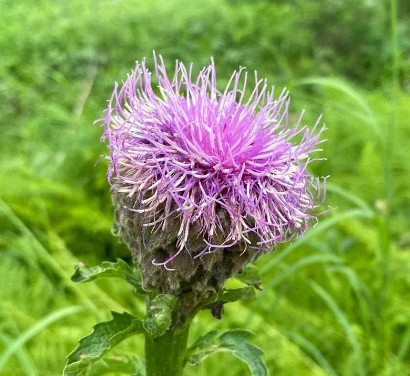 Maral Root Seeds