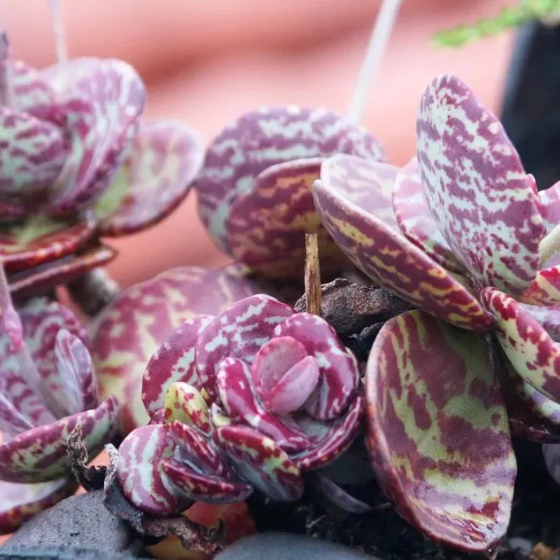 Marbled Kalanchoe Plant Plug (Kalanchoe marmorata) – Unique Speckled Leaves and Blooms for Succulent Displays.
