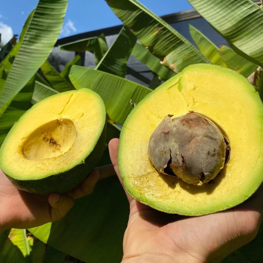 Marcus Pumpkin Avocado *Pre-Order*