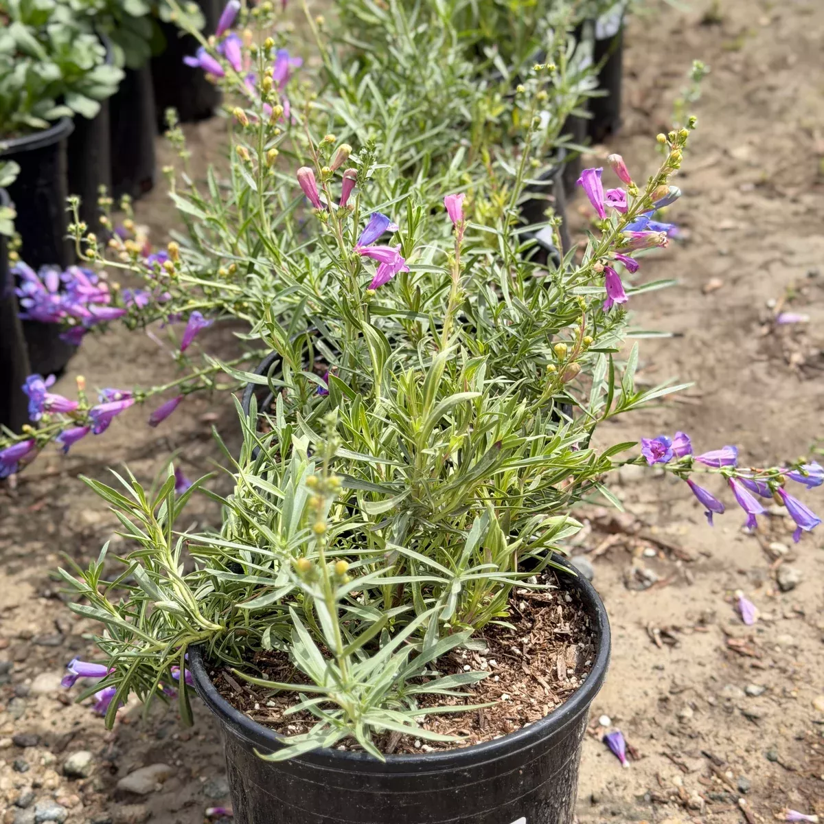 Margarita BOP Penstemon