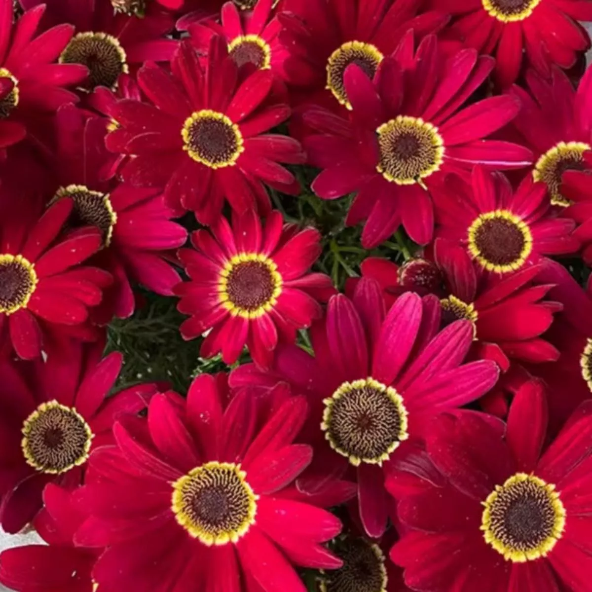 Marguerite Daisy – Red | 3-Pot
