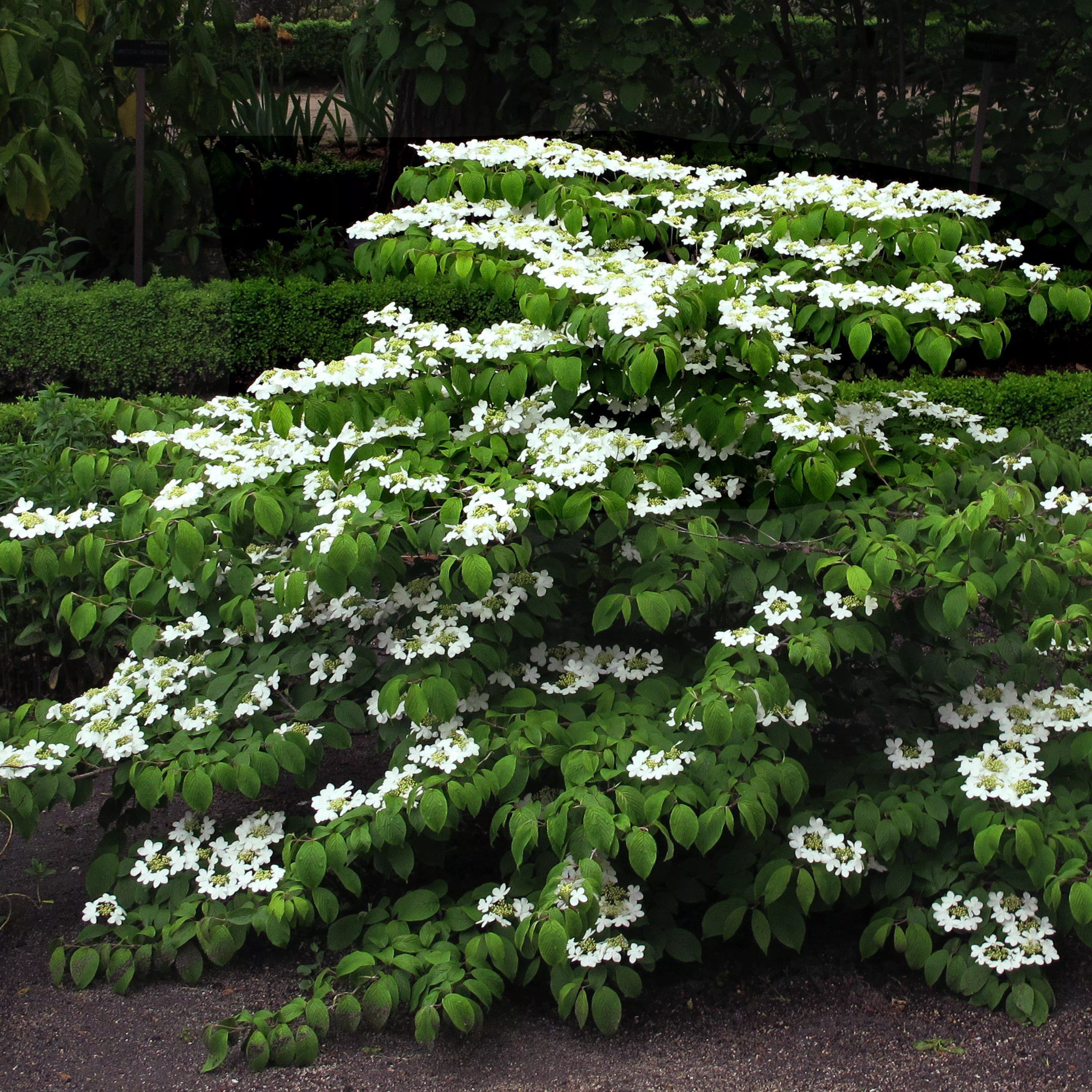 Mariessi Viburnum