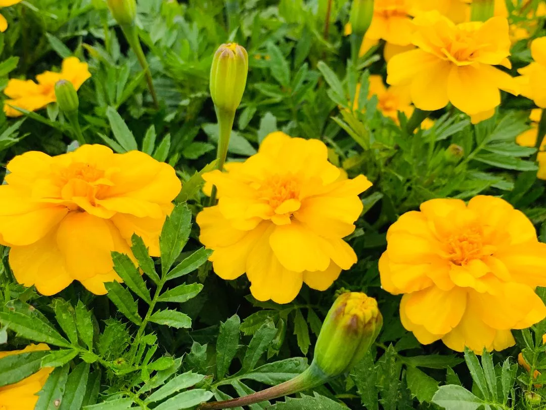 Marigold Durango