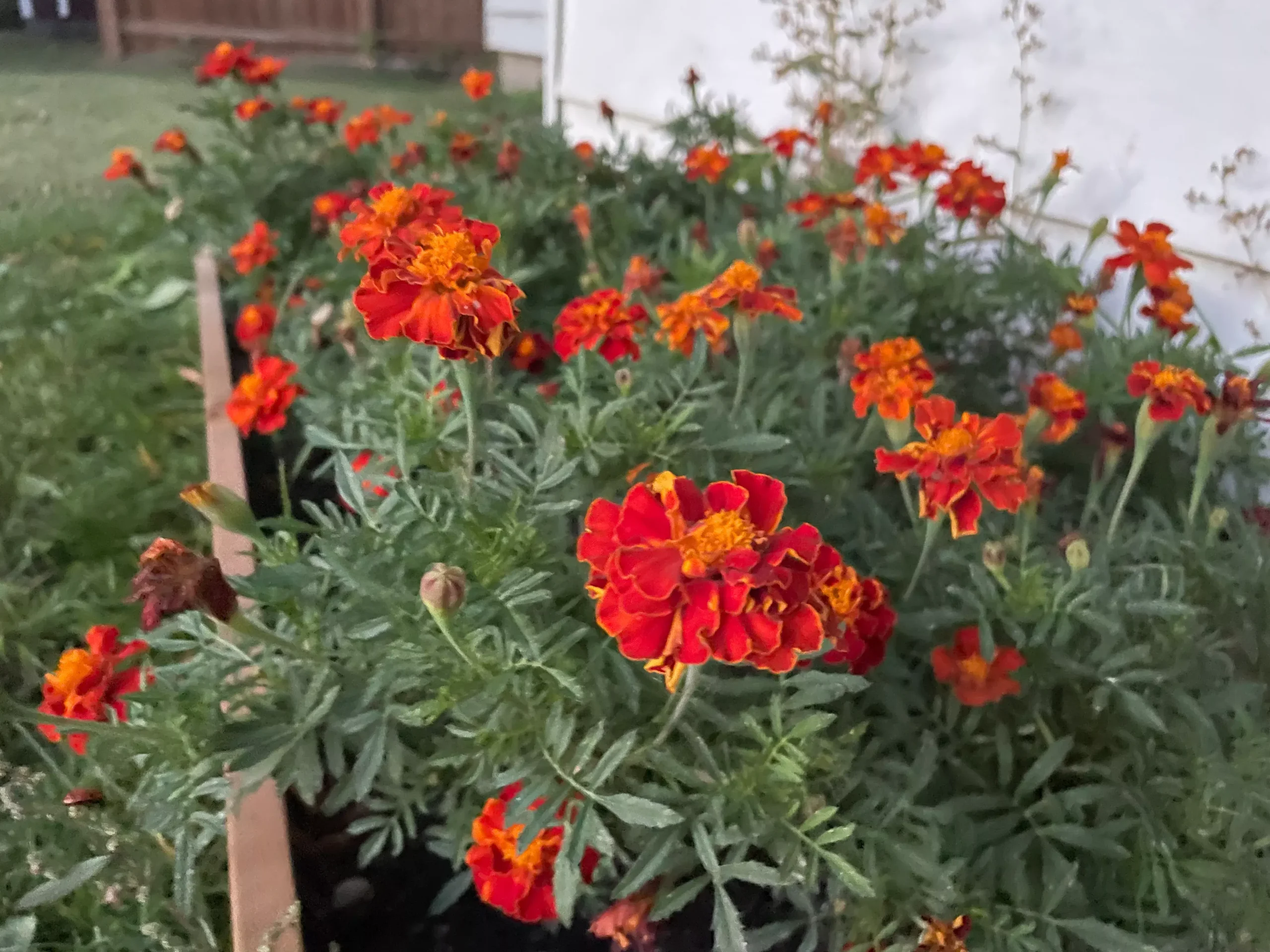 Marigold Seeds